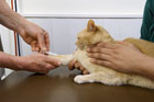 bloodtest_img