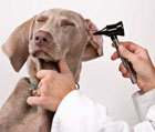 pathology_img