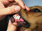 teeth_img