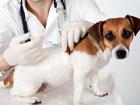 vaccination_img